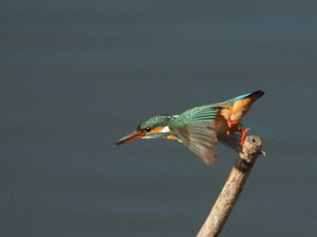 Bird flying over the sky