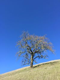 Low angle view of bare trees against clear blue sky