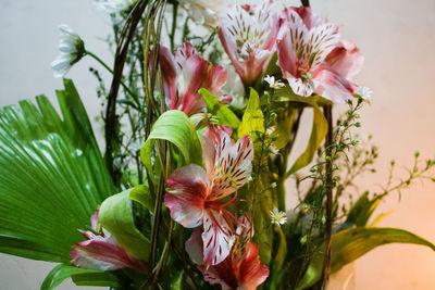 Close-up of day lily plant
