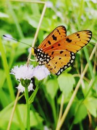 Close-up of butterfly pollinating on flower