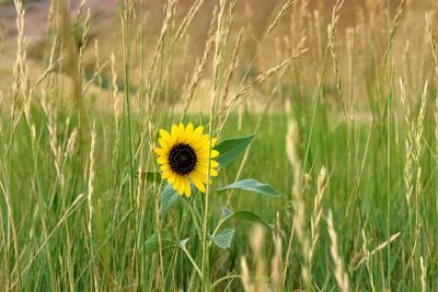 Close-up of yellow flowering plant on field