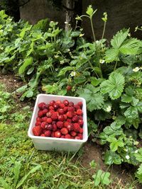 High angle view of fruits in container