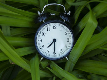Directly above shot of alarm clock on leaves