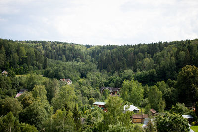 High angle view of trees in forest