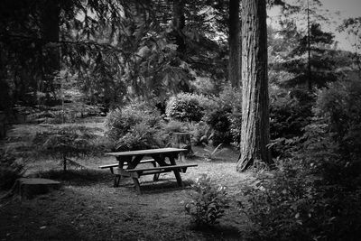 View of trees in forest