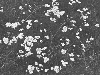 Close-up of flowers on field