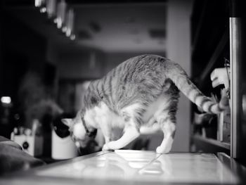 Cat resting on table