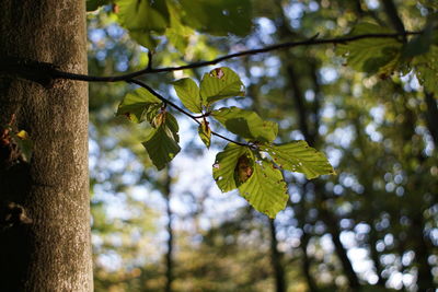 Low angle view of flowering plant on tree