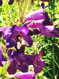 Close-up of purple flowers blooming