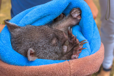 Close-up of a sleeping cat