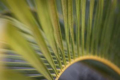 Full frame shot of multi colored leaf