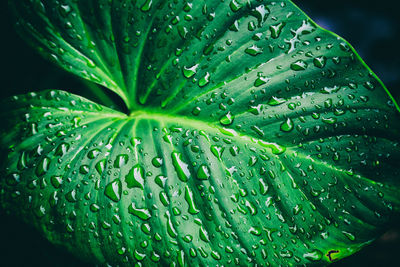 Close-up of raindrops on leaves