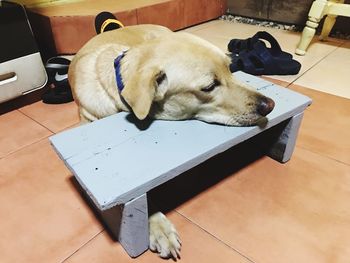 High angle view of dog sleeping on floor