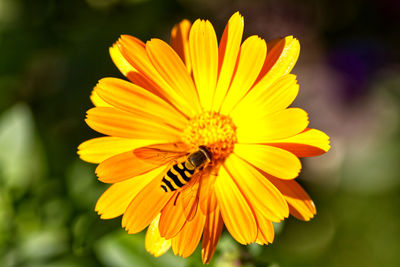 Close-up of insect on yellow flower