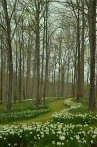 View of trees in forest