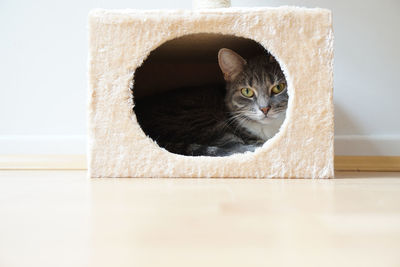 Portrait of cat sitting in container at home against wall