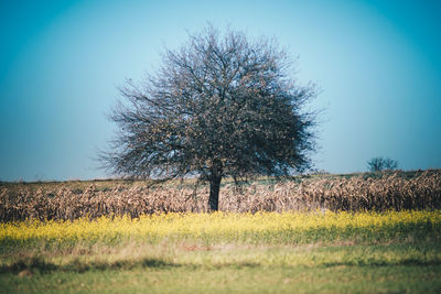 Trees on field against clear sky