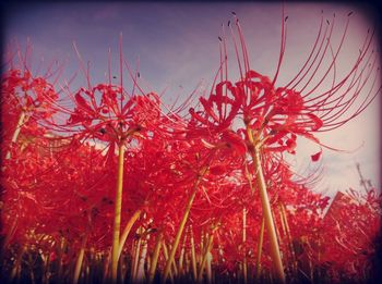 Close-up of red flowering plant against sky