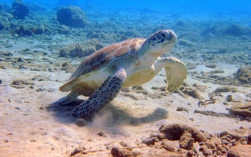 Turtle swimming in sea