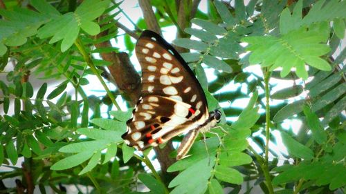 Close-up of butterfly on plant