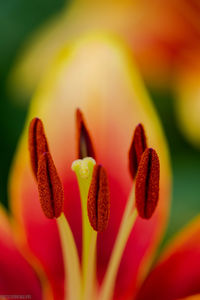 Close-up of red rose flower