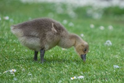 Close-up of gosling on grassy field
