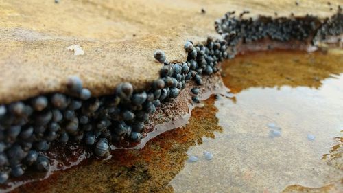 Close-up of crab on sand at beach