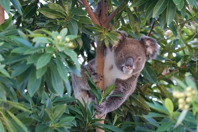 Low angle view of a cat on tree