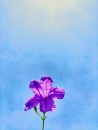 Close-up of pink flowering plant against blue sky