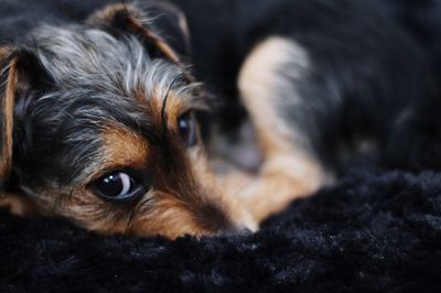 Close-up portrait of a dog