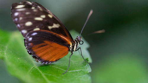 Close-up of butterfly on leaf