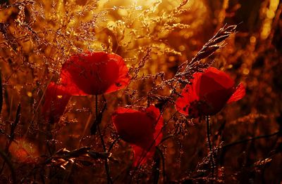 Close-up of red flowers