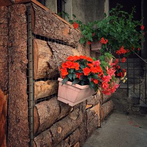 Flower pot against wall