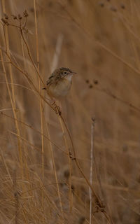 Close-up of bird perching on a field