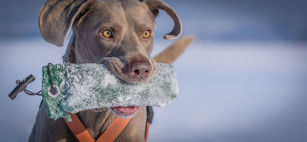 Close-up portrait of dog against sky