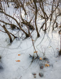 High angle view of frozen bare tree during winter