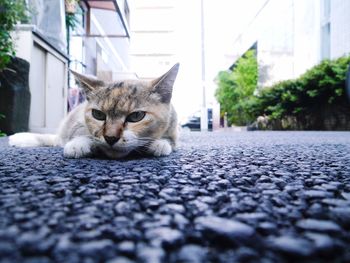 Close-up portrait of cat