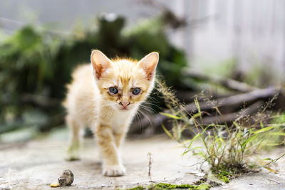 Portrait of kitten