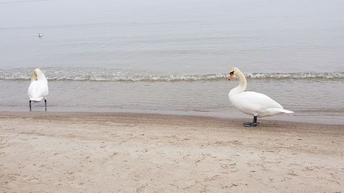 White swan on beach