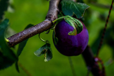 Close-up of fruit growing on tree