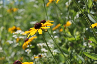 Close-up of yellow flower