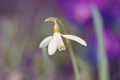 Close-up of white flowering plant