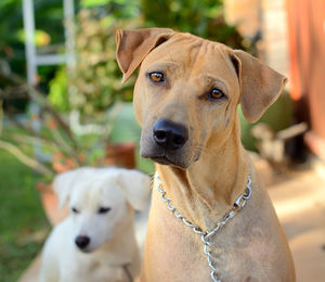 Close-up portrait of dog