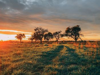 Trees on field against sky during sunset