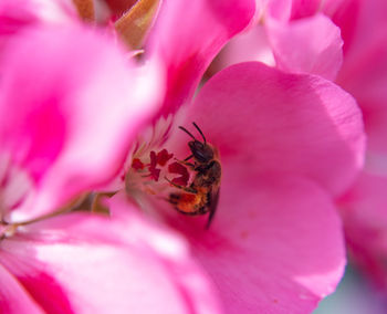 Close-up of insect on pink flower