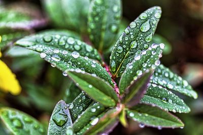 Close-up of wet plant leaves during rainy season