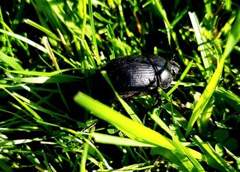 Close-up of insect on grass