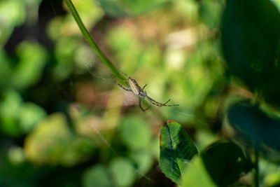 Close-up of spider on web