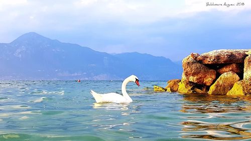 View of swans on rock in sea against sky