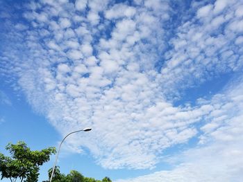 Low angle view of trees against blue sky